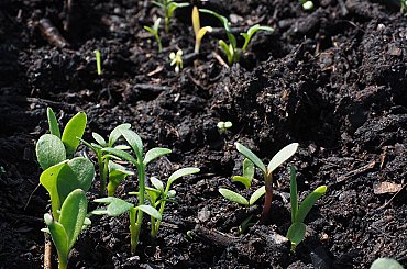 Cadmium telluride vs. crystalline silicon in agrivoltaics