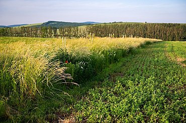 MŽP by mělo příští rok hospodařit s 20,85 mld. korun, rozpočet úřadu se snížil